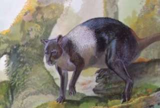 Nuevo canguro gigante fósil en Papúa Nueva Guinea