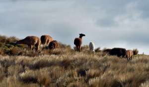 El operativo estuvo a cargo del Ministerio del Ambiente (MAE) y tiene como principal objetivo resguardar a los animales mientras dura la emergencia volc&aacute;nica. Foto: Roberto Ch&aacute;vez / El Tel&eacute;grafo