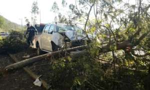 Una camioneta se estrell&oacute; contra un &aacute;rbol ca&iacute;do, en uno de los varios accidentes en la capital. Foto: Cortes&iacute;a