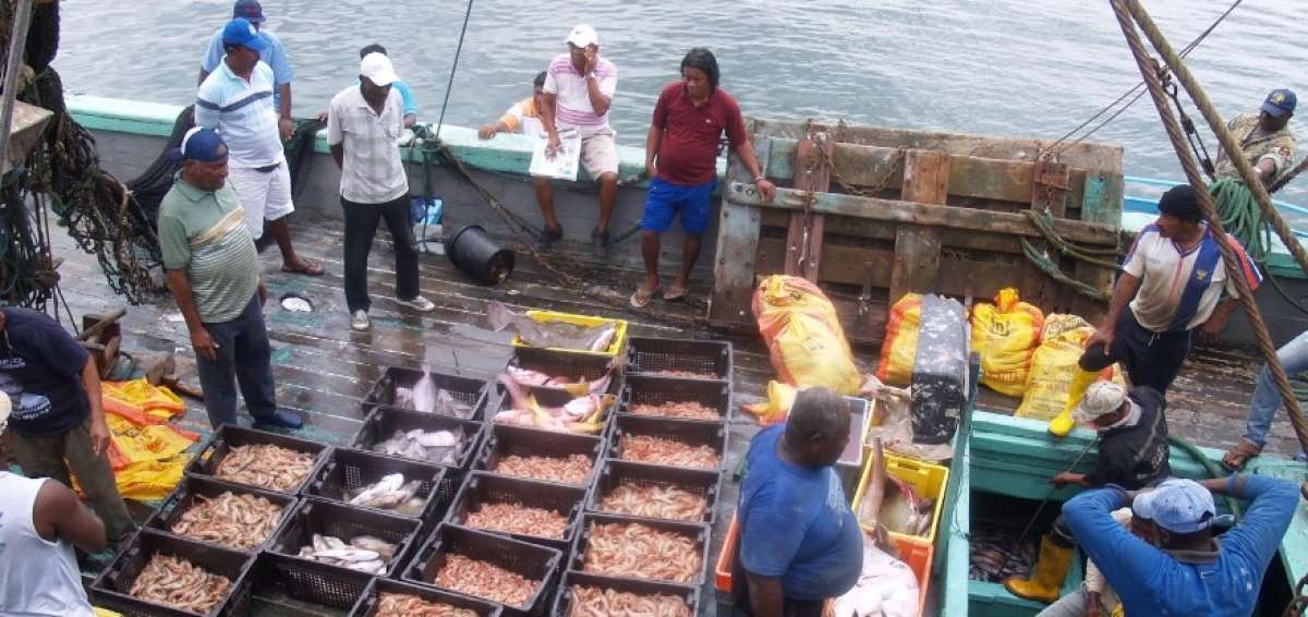 La actividad de Acuicultura y Pesca de Camar&oacute;n experiment&oacute; un crecimiento del 16,7% en el segundo trimestre de 2016