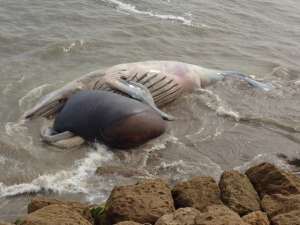 Ballena fue sepultada en San Lorenzo