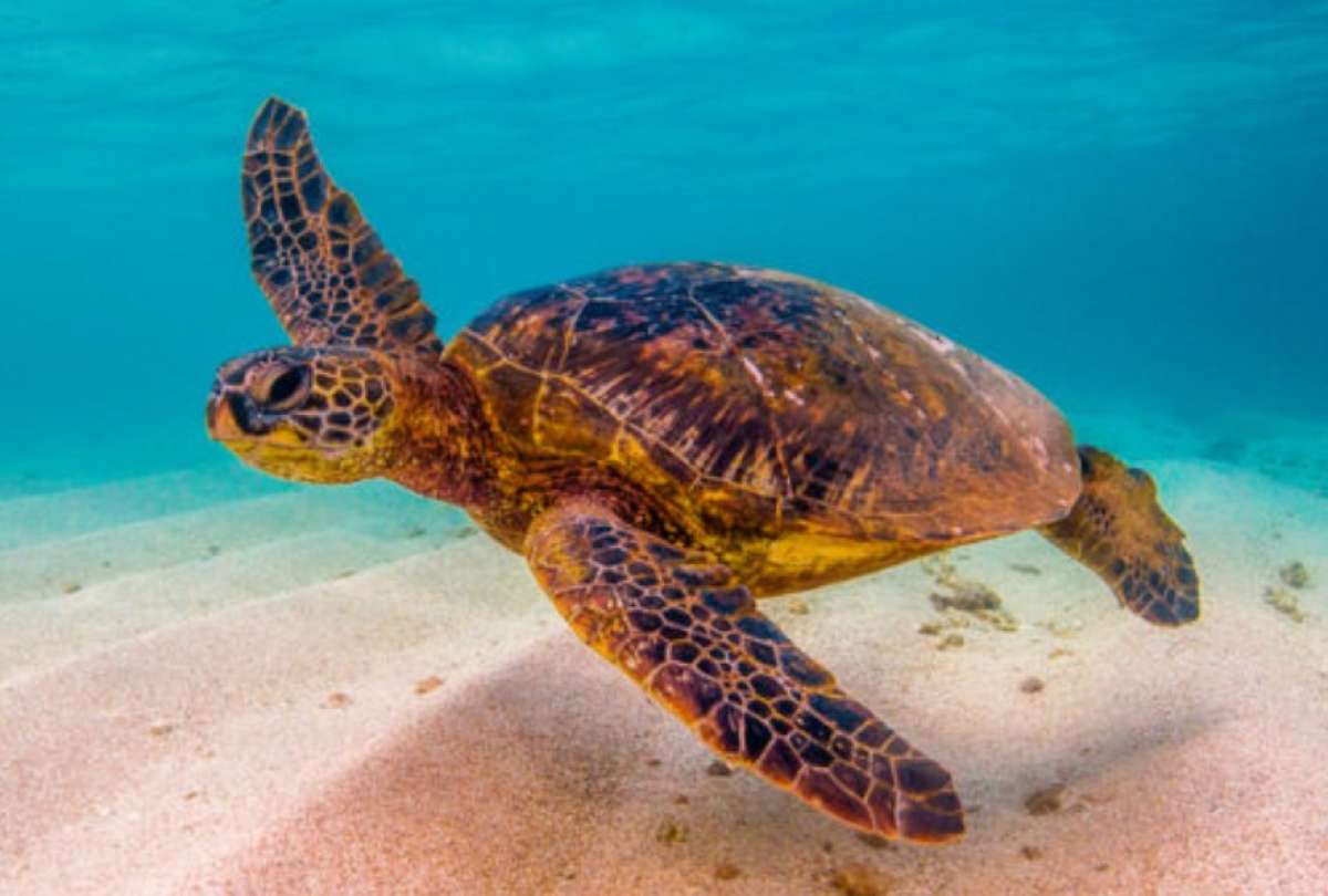 Científicos descubrieron el secreto de la eterna juventud: ser una tortuga.