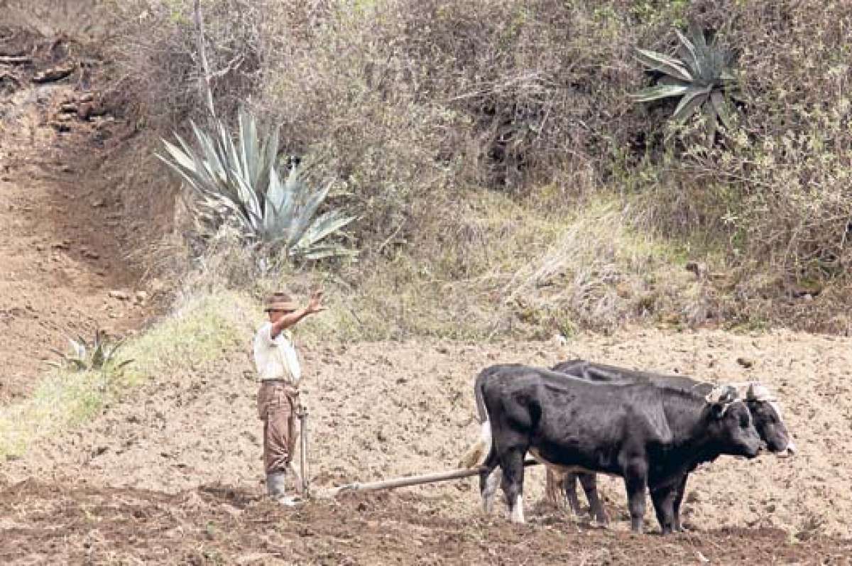 Agricultura y ganader&iacute;a, 2 sectores fuertes en la provincia de Tungurahua, forman parte del Parlamento Trabajo y presentar&aacute;n sus planes para el periodo 2014-2015. Foto: Roberto Ch&aacute;vez│El Tel&eacute;grafo