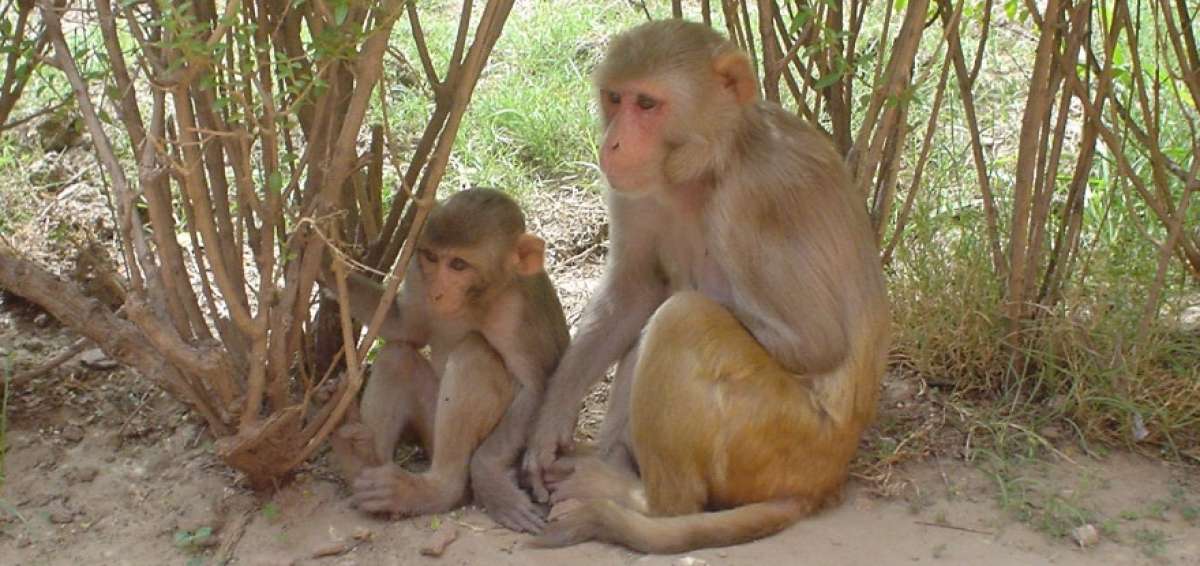 Un zoo de Jap&oacute;n sacrifica 57 monos para proteger una especie ind&iacute;gena