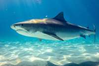 Tizi, influencer china, acusada de comer un tiburón blanco