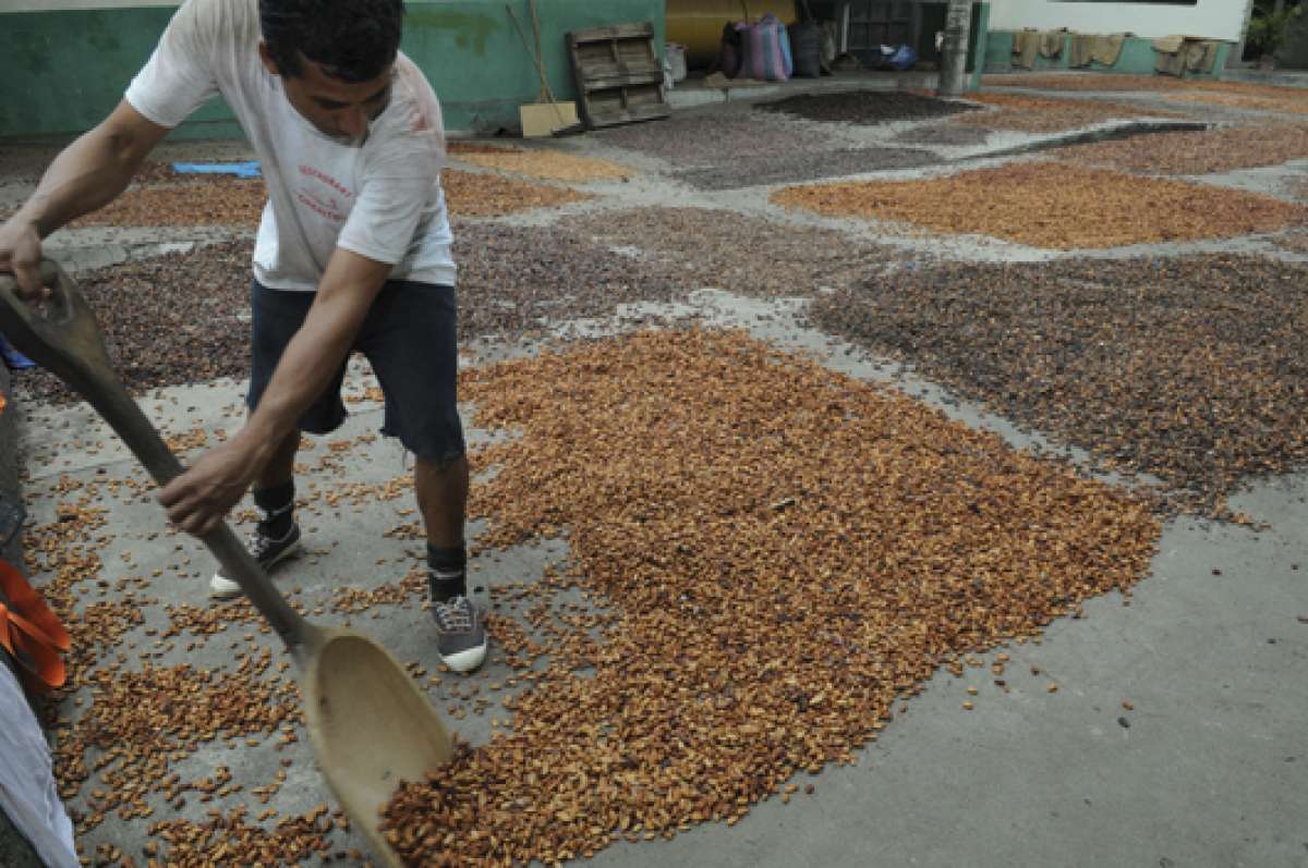 El cacao, caf&eacute;, cebada, haba, pl&aacute;tano y quinua son los productos que ser&aacute;n asegurados por el programa AgroSeguro. Foto:  Archivo / El Tel&eacute;grafo