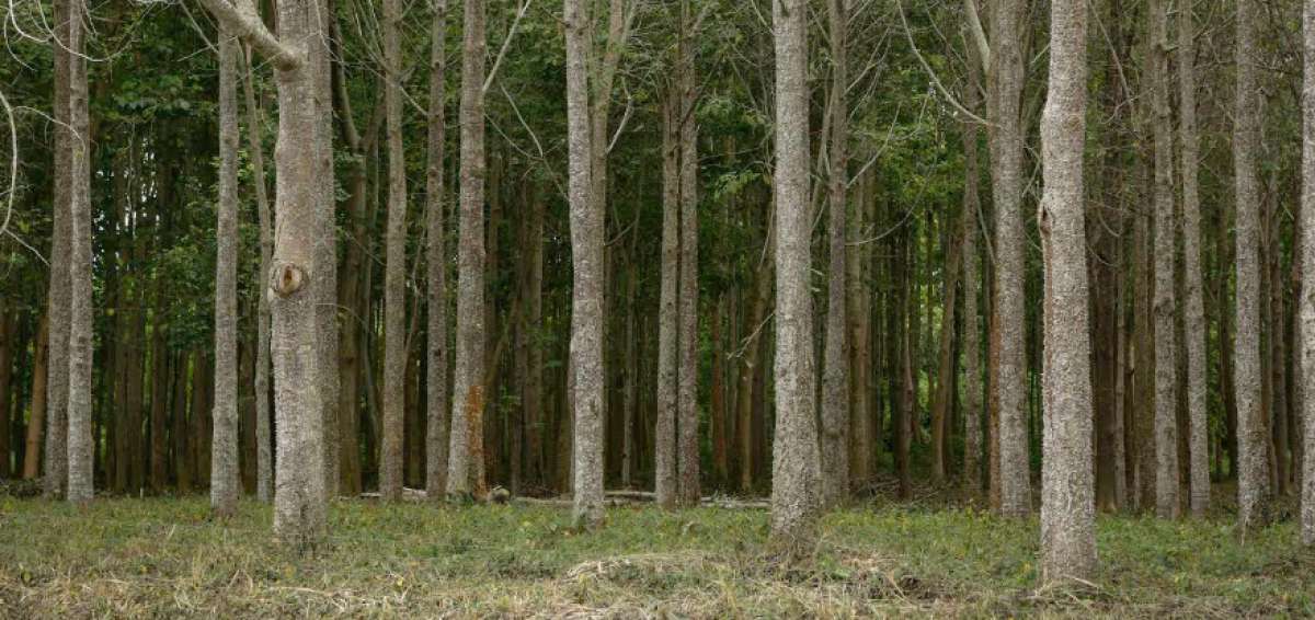 La p&eacute;rdida de &aacute;reas forestales en todo el mundo subi&oacute; 51% en 2016