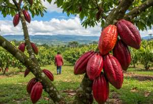 Durante el encuentro, asociaciones de productores de cacao de Napo compartieron sus preocupaciones.