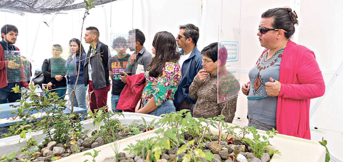 Las plantas de consumo crecen en agua, mientras que las medicinales fueron sembradas en la tierra del huerto.