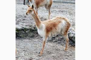 Inicia estudio poblacional de vicu&ntilde;as