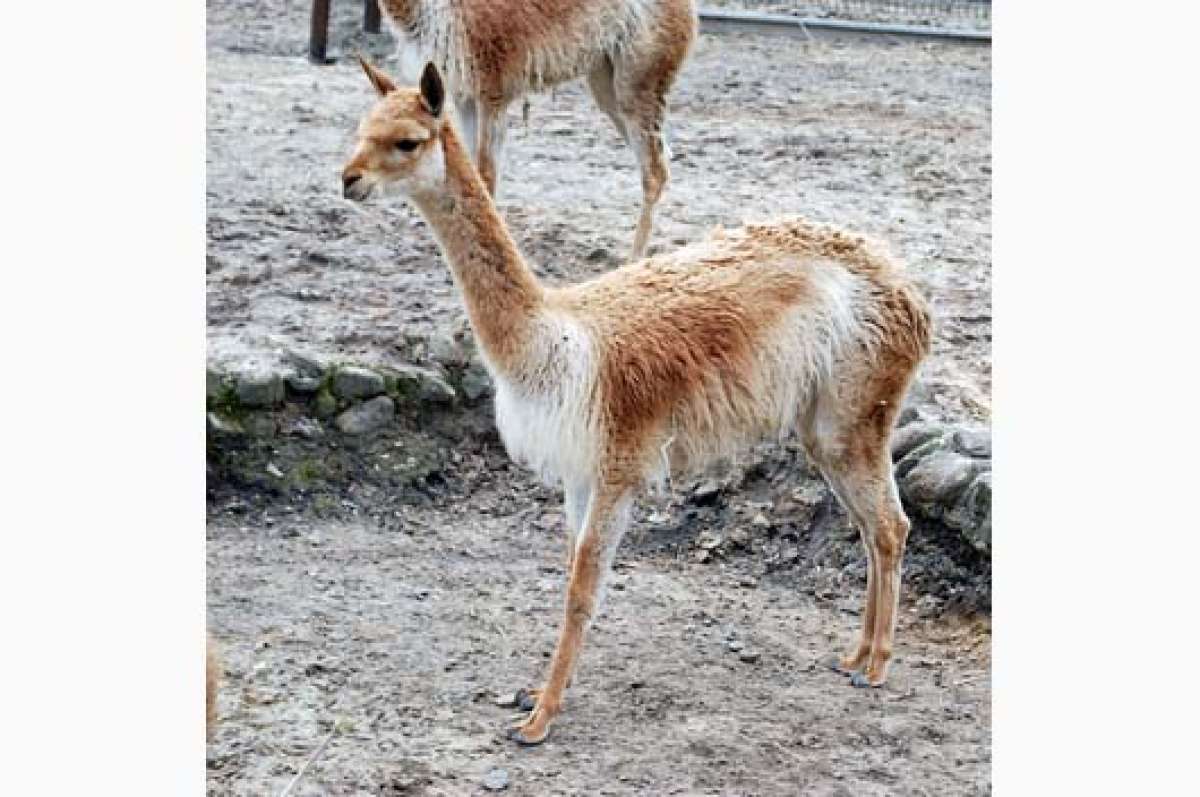 Inicia estudio poblacional de vicu&ntilde;as