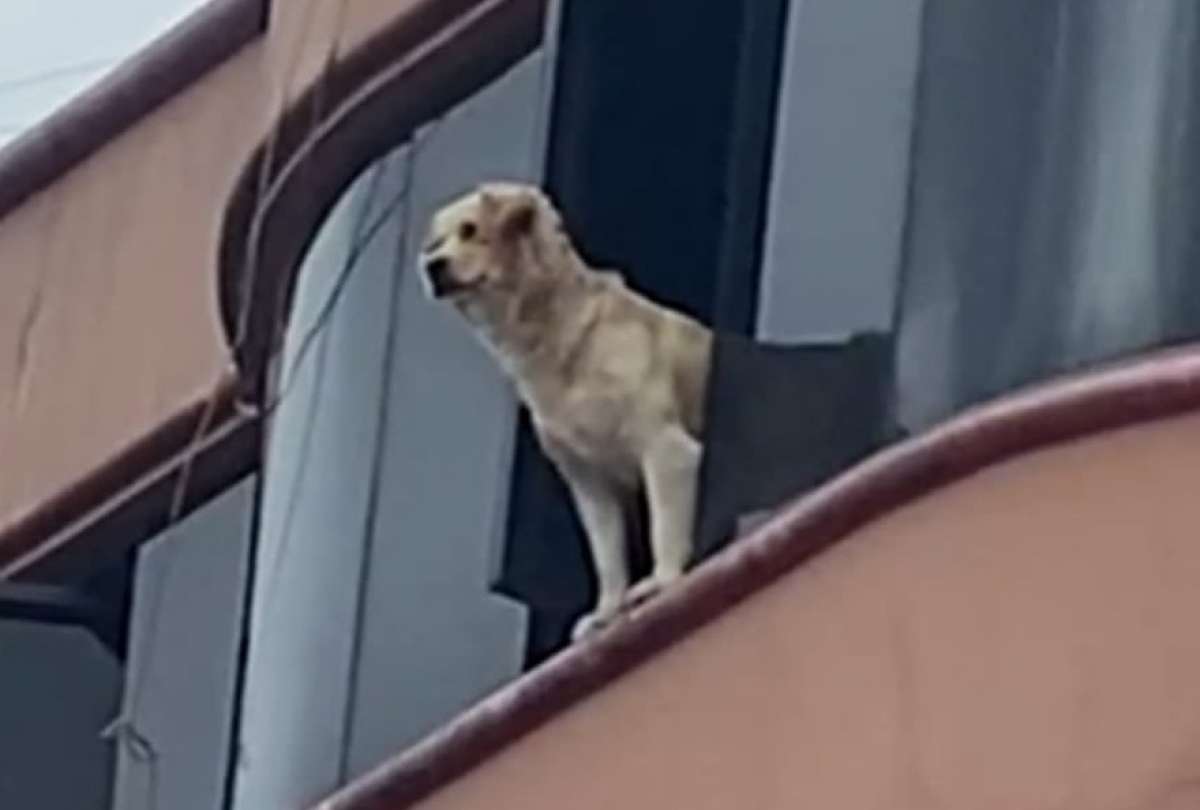Bomberos de Cuenca rescataron a un perro que estuvo cerca de lanzarse de un cuarto piso
