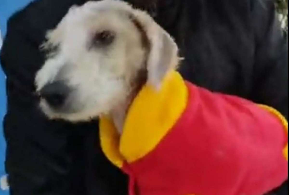 Extrema crueldad a &ldquo;Piojito&rdquo;