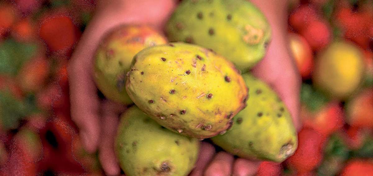 La fruta se comercializa en el Mercado Mayorista de Ambato, y otros puntos de expendio de Tungurahua.