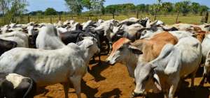Finaliza brote de fiebre aftosa en Colombia