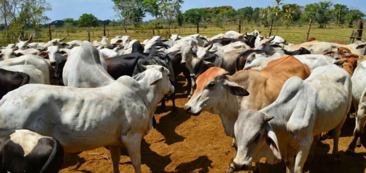 Finaliza brote de fiebre aftosa en Colombia