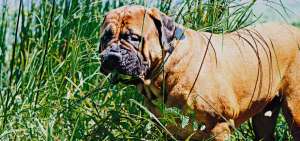 &iquest;Por qu&eacute; los perros se comen el c&eacute;sped?