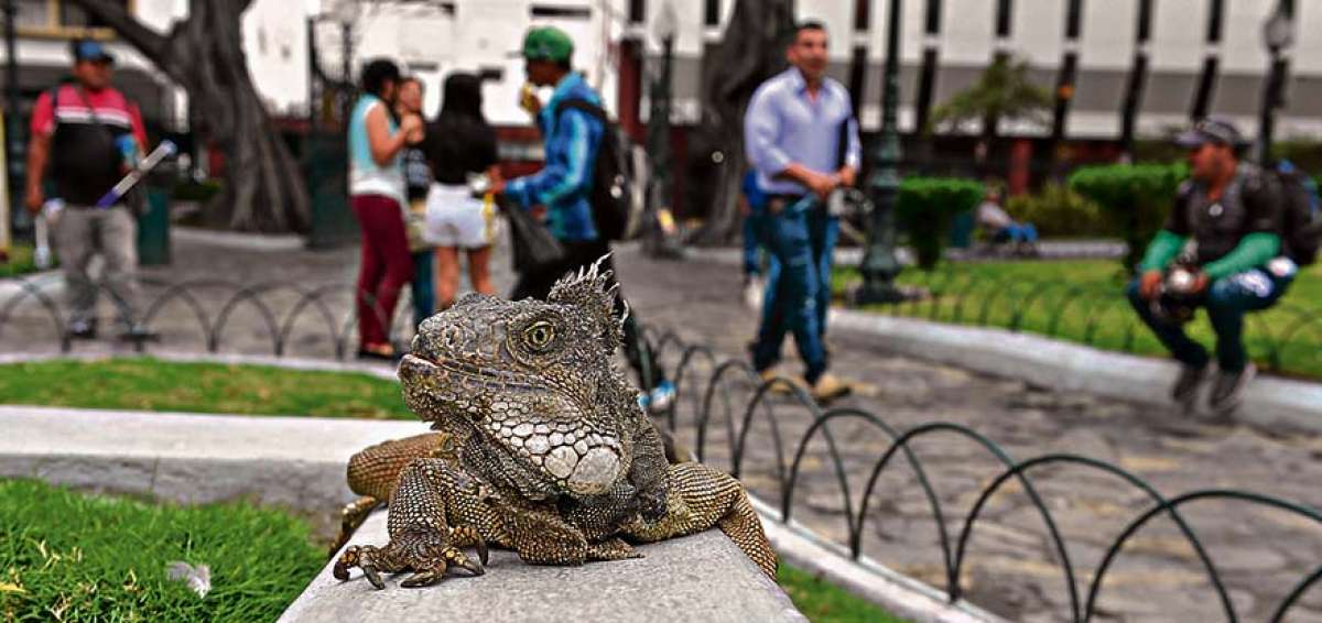 Una iguana verde da la impresi&oacute;n de posar para la fotograf&iacute;a, en el Parque Seminario o Bol&iacute;var. Este es uno de los espacios en donde se han concentrado mayormente. Seg&uacute;n el historiador Melvin Hoyos, su presencia all&iacute; data de los a&ntilde;os sesenta.