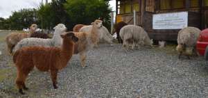 Las alpacas son un atractivo de Pujil&iacute;
