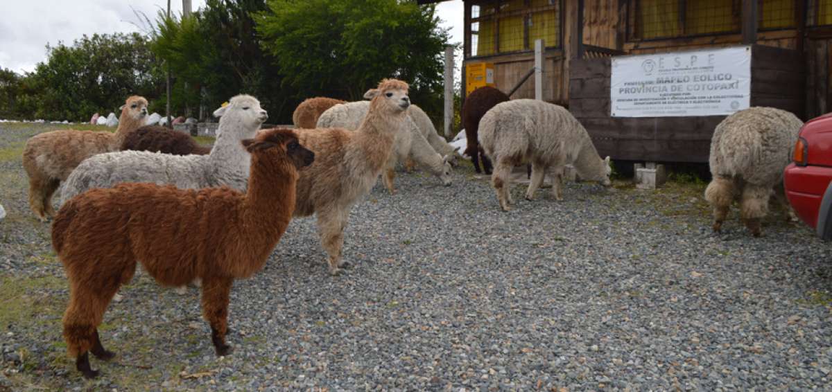 Las alpacas son un atractivo de Pujil&iacute;