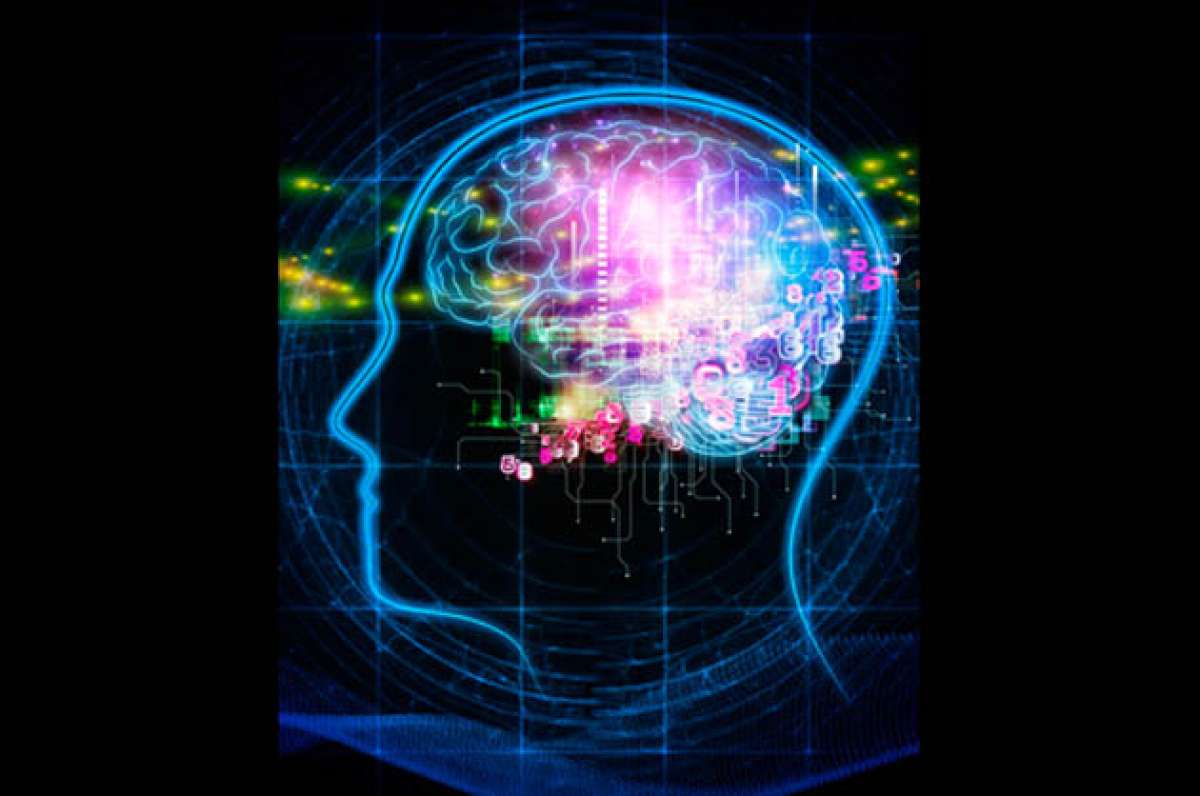 Un cerebro m&aacute;s grande no ser&iacute;a sin&oacute;nimo de mayor inteligencia