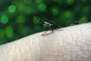 Autoridades de Colombia declararon emergencia por fiebre amarilla.