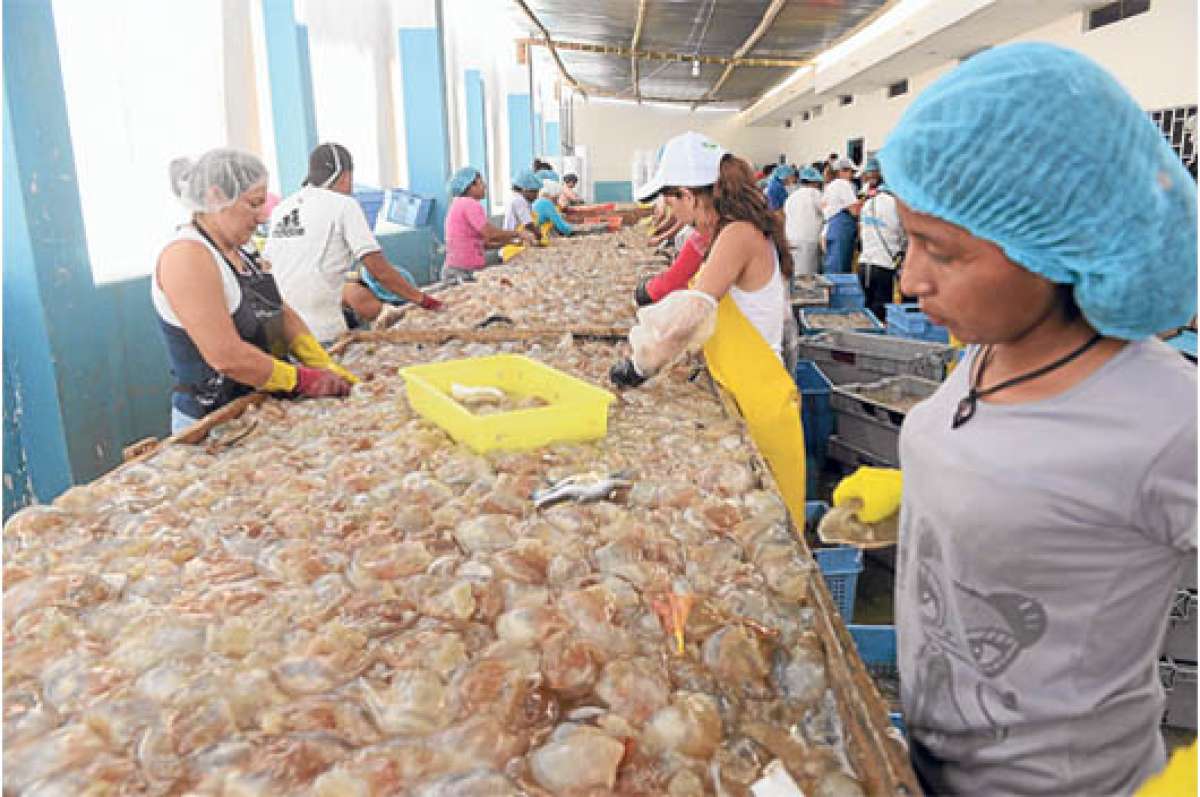 En la empacadora Mairita, ubicada en Posorja, parroquia rural de Guayaquil, se procesan entre 1.000 y 3.000 gavetas diarias de medusa. FOTO: CARINA ACOSTA.