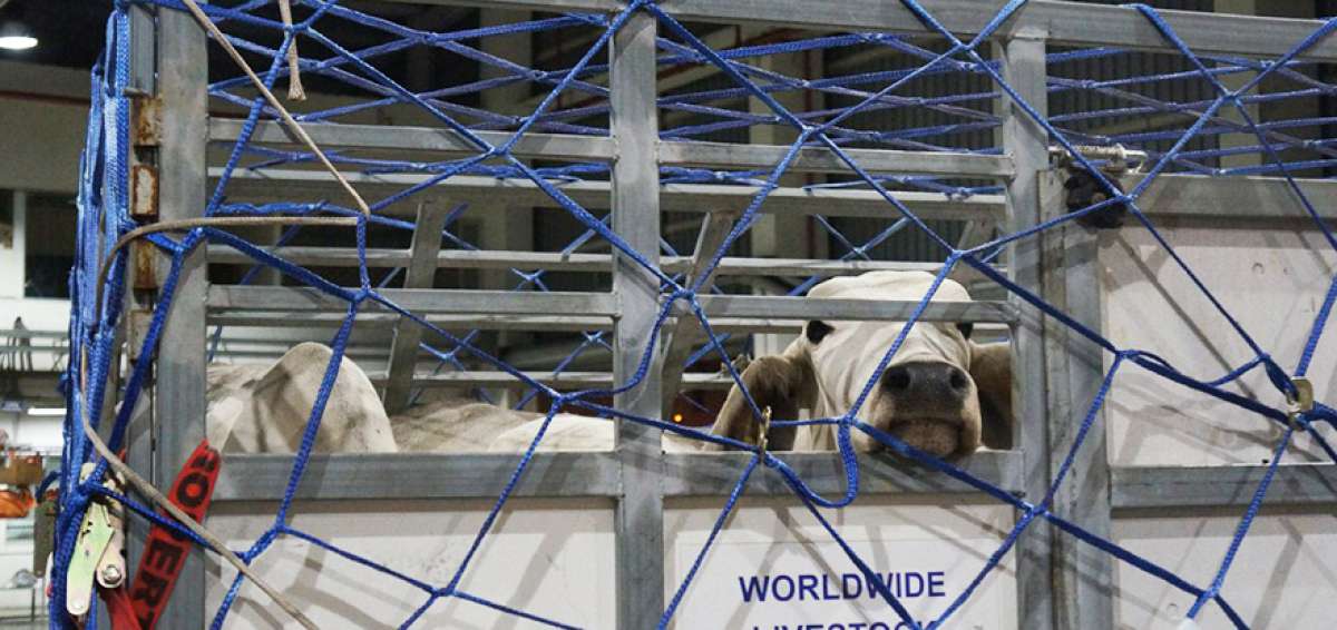 Buenos resultados registran los productores ganaderos que accedieron a los animales importados por el Gobierno Nacional.
