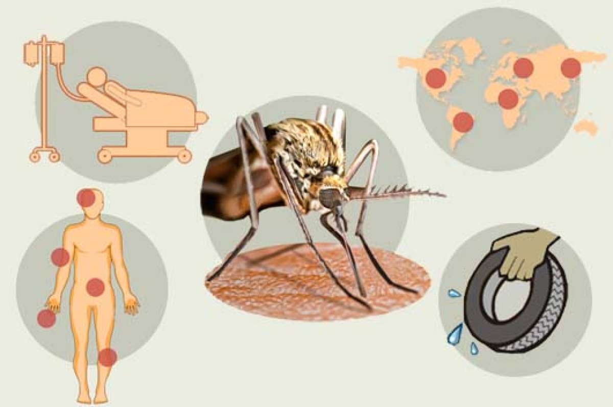 La enfermedad suele aparecer entre 4 y 8 d&iacute;as despu&eacute;s de la picadura de un mosquito infectado. Foto: Ram&oacute;n N&uacute;&ntilde;ez / Redacci&oacute;n Web El Tel&eacute;grafo