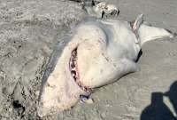 Restos de un tiburón blanco inquietan a los internautas