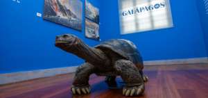 En el inicio de la exposici&oacute;n se observa una r&eacute;plica de la tortuga Gal&aacute;pagos.