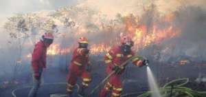 En los d&iacute;as del feriado, del 2 al 6 de noviembre, se vieron afectadas 195,32 hect&aacute;reas de bosque.