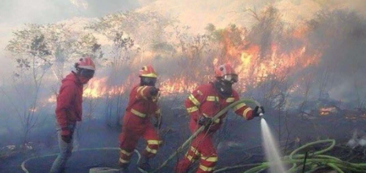 En los d&iacute;as del feriado, del 2 al 6 de noviembre, se vieron afectadas 195,32 hect&aacute;reas de bosque.