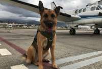 Blondi, primera perrita de hostigamiento de fauna en aeropuertos del Ecuador
