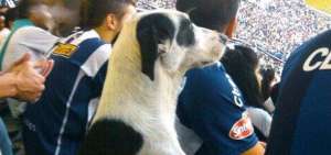 Paquito durante un partido de Talleres en la Liga Argentina. 