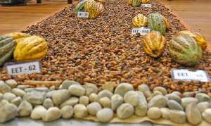 Gobierno decreta en emergencia al sector cacaotero