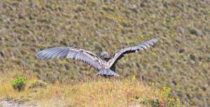 La Reserva Ecol&oacute;gica Antisanilla, ubicada en P&iacute;ntag, en el sur de Quito fue uno de los lugares en los que se realiz&oacute; en Primer Censo Nacional de C&oacute;ndores. Cortes&iacute;a