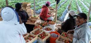 La familia de Jos&eacute; Taji recolecta frutilla dos veces por semana. El n&uacute;cleo familiar env&iacute;a su producci&oacute;n a los mercados del valle de Tumbaco y a la capital.