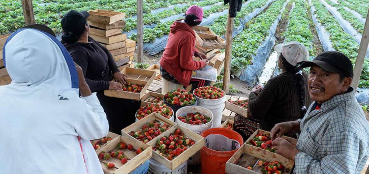 La familia de Jos&eacute; Taji recolecta frutilla dos veces por semana. El n&uacute;cleo familiar env&iacute;a su producci&oacute;n a los mercados del valle de Tumbaco y a la capital.