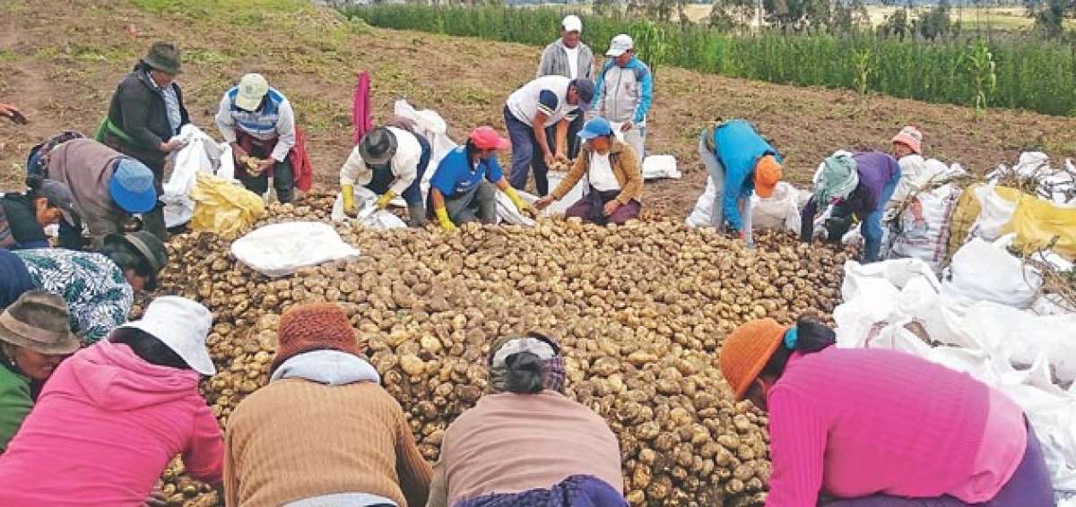 En la Sierra la papa es el segundo cultivo m&aacute;s importante despu&eacute;s del ma&iacute;z. Adem&aacute;s, vincula a m&aacute;s de 82 mil productores. Foto: cortes&iacute;a