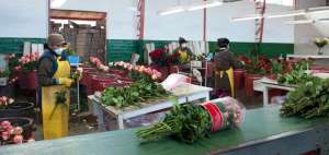 La producci&oacute;n y la exportaci&oacute;n de flores generaron un promedio de $ 709 millones anuales entre 2013 y 2016.
