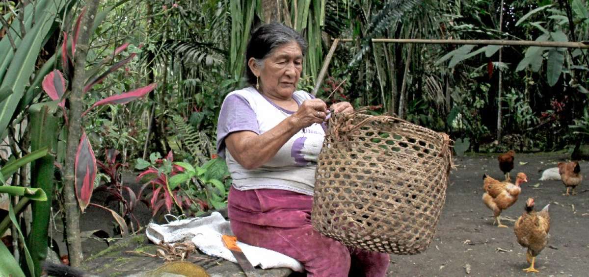 Muchos de los animales que viven en el sendero ecol&oacute;gico son &uacute;nicos en el pa&iacute;s, como las mariposas rosas, hormigas obrero, ardillas pardo y otros peque&ntilde;os roedores.