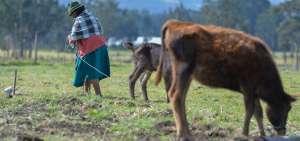 La Estrategia Hombro a Hombro, a trav&eacute;s de los t&eacute;cnicos, da asistencia en el manejo de ganado a los productores azuayos.