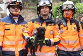 Mascotas sobrevivientes del deslizamiento en Alausí buscan un hogar