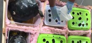 Las tortugas fueron incautadas en un operativo realizado el 17 de abril de 2017 en la carretera entre las ciudades de Piura y Sullana, en Per&uacute;.