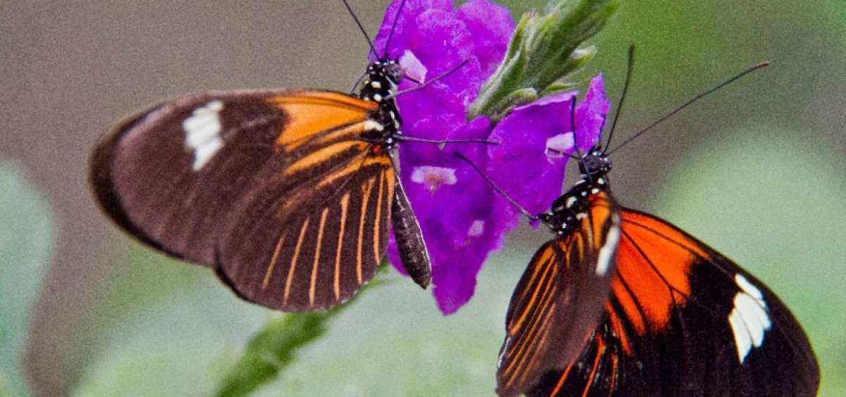 Los colores rojo y naranja de las mariposas Satiridae fascinan a los turistas.
