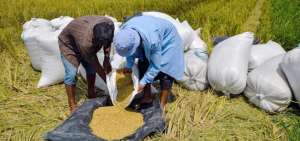 Ecuador exportar&aacute; 64.000 toneladas de arroz pilado a Colombia