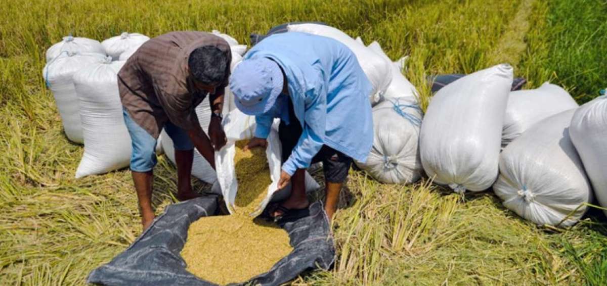 Ecuador exportar&aacute; 64.000 toneladas de arroz pilado a Colombia