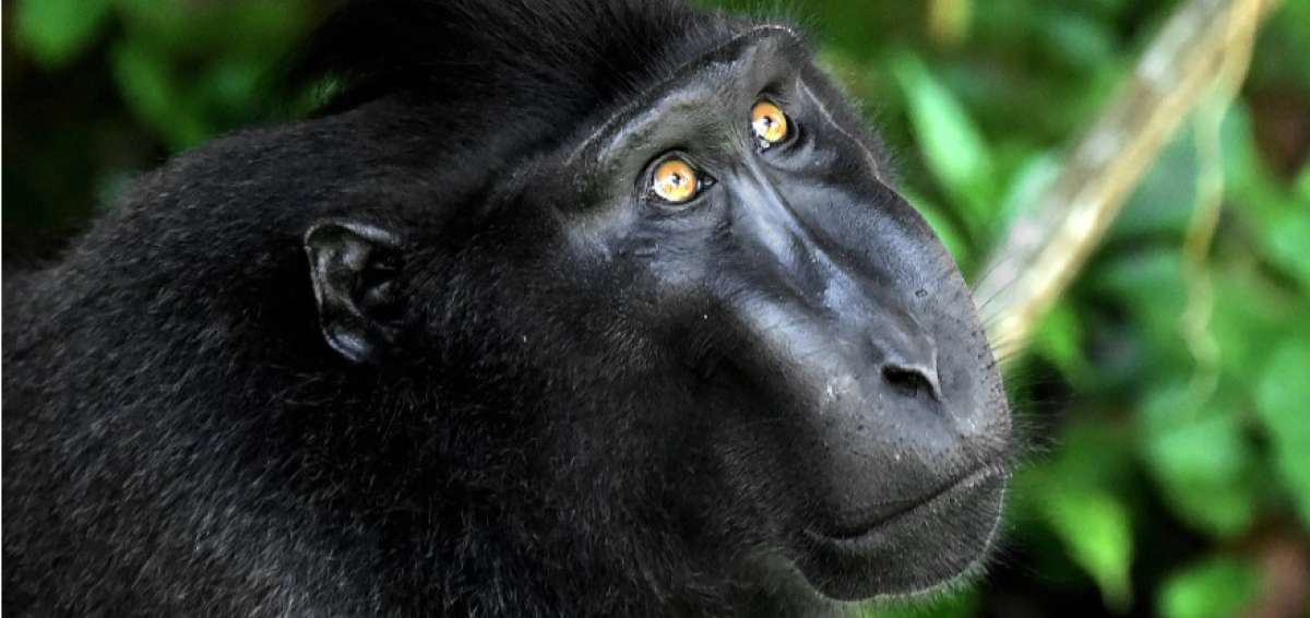 'El macaco del selfi', en riesgo de desaparici&oacute;n en Indonesia por su carne