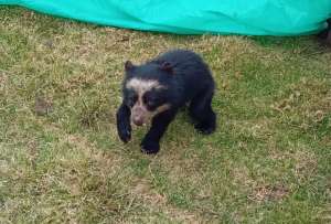 Rescatan a cría de oso de anteojos en Cayambe